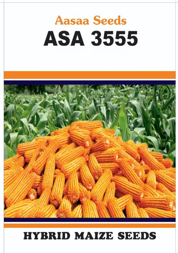 Hybrid-maize- 1